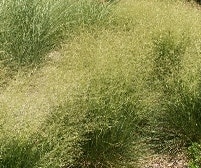 Smele (Deschampsia cespitosa 'Schottland')