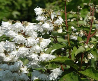 Brautspiere (Deutzia scabra 'Plena')