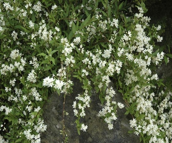 Brautstrauß (Deutzia gracilis 'Nikko')
