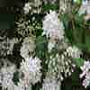 Brautspiere (Deutzia 'Mont Rose')
