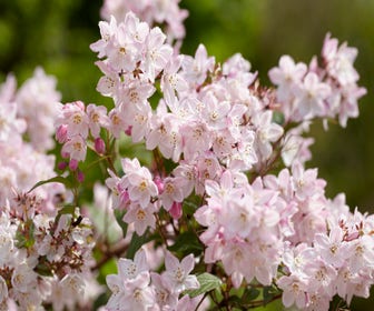 Brautstrauch (Deutzia purpurascens 'Kalmiiflora')