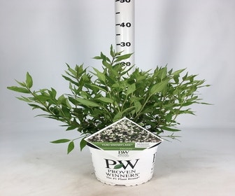 Deutzia (Deutzia Rosea 'Yuki Snowflake')