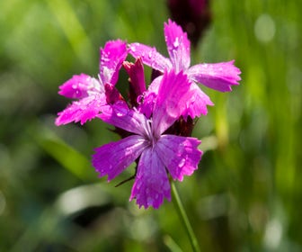 Kartäuser Nelke (Dianthus carthusianorum)