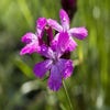 Kartäuser Nelke (Dianthus carthusianorum) BIO