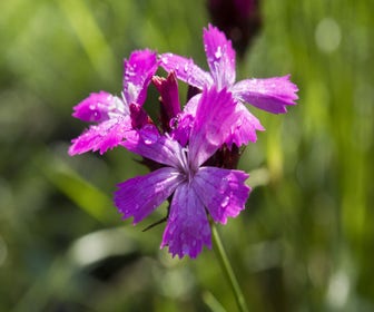 Kartäuser Nelke (Dianthus carthusianorum) BIO