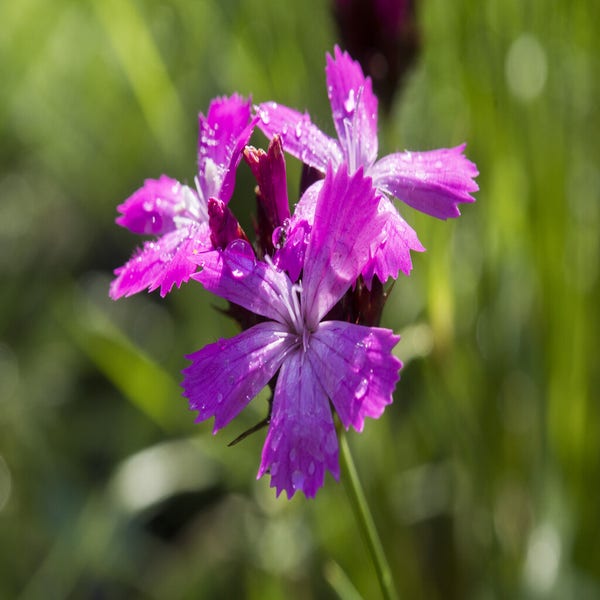 Kartäuser Nelke (Dianthus carthusianorum) BIO