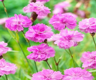 Nelke (Dianthus gratianopolitanus 'Pink Jewel')