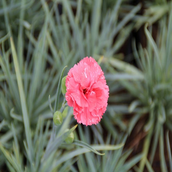 Grasnelke (Dianthus 'Diana')