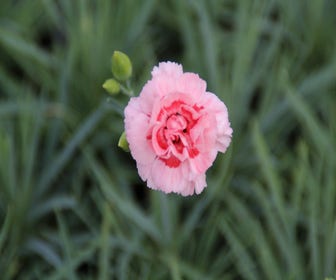 Grasnelke (Dianthus 'Doris')