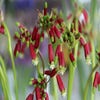 Feuerwerksblume (Dichelostemma ida-maia)