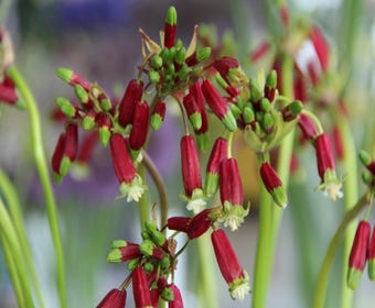Feuerwerksblume (Dichelostemma ida-maia)