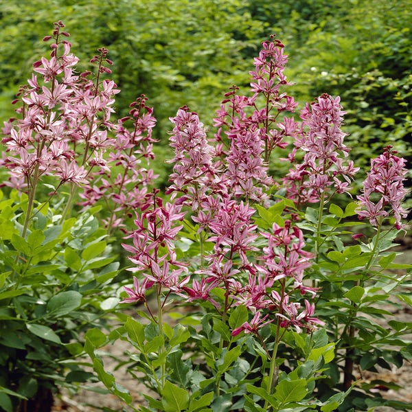 Feuerwerkspflanze (Dictamnus albus)