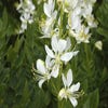 Feuerwerkspflanze (Dictamnus albus 'Albiflorus')