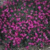Nelke (Dianthus deltoides 'Flashing Light')