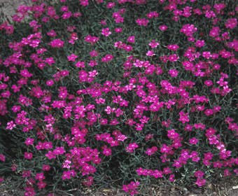Nelke (Dianthus deltoides 'Flashing Light')