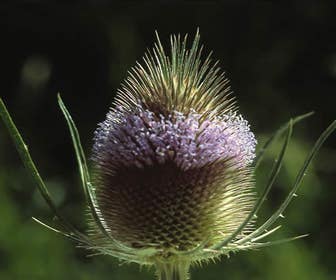 Große Kaardenblume (Dipsacus fullonum)