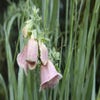 Fingerhut (Digitalis 'Mertonensis')