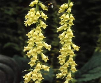 Fingerhut (Digitalis lutea)