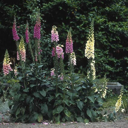 Fingerhut (Digitalis purpurea 'Gloxiniiflora')