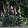 Fingerhut (Digitalis purpurea 'Gloxiniiflora')