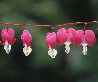 Herzblumen (Dicentra spectabilis)