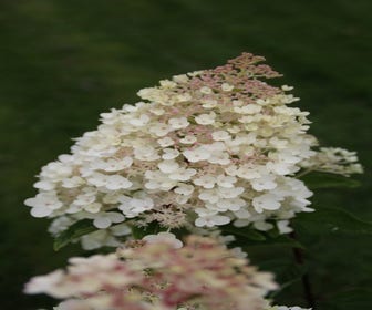 Hortensie (Hydrangea paniculata 'Grandiflora')