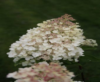 Hortensie (Hydrangea paniculata 'Grandiflora')