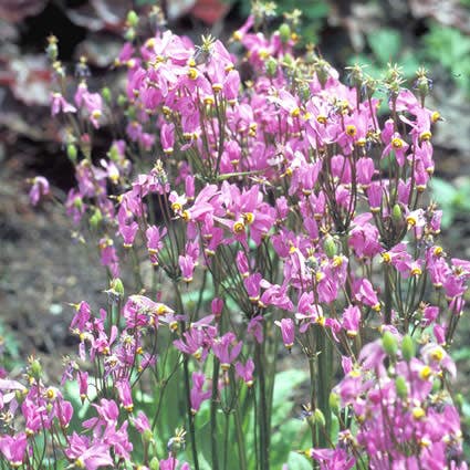 Zwölfgötterkraut (Dodecatheon meadia)