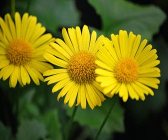 Frühlings-Sonnenblume (Doronicum orientale 'Little Leo')