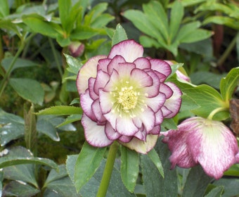 Nieswurz (Helleborus orientalis 'Double Ellen Picotee')