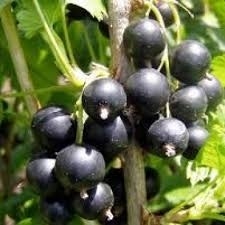 Zwarte bes (Ribes nigrum 'Titania') 