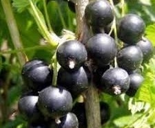Schwarze Johannisbeere auf Stamm (Ribes nigrum 'Titania')