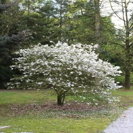 Sternmagnolie auf Stamm (Magnolia stellata)