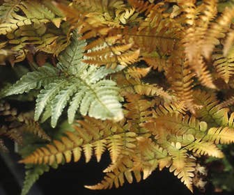 Herbstfarn (Dryopteris erythrosora)