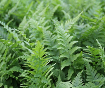 Männlicher Wurmfarn (Dryopteris filix-mas)
