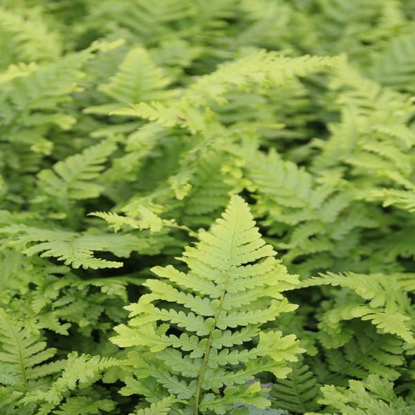 Dryopteris filix-mas 'Crispa Cristata'