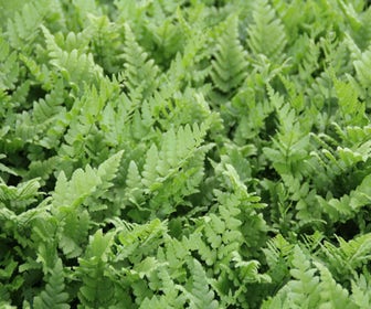 Gekräuselter Wurmfarn (Dryopteris filix-mas 'Crispa')