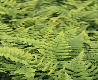 Schildfarn (Dryopteris wallichiana)