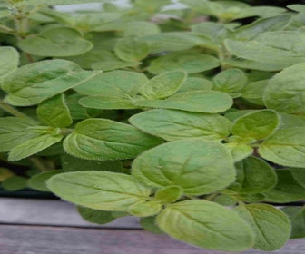 Ysop (Hyssopus officinalis)