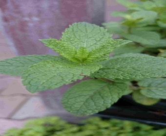 Marokkanische Minze (Mentha spicata 'Moroccan')