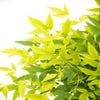Himmlischer Bambus (Nandina domestica 'Lemon and Lime')