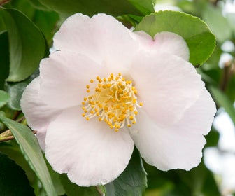 Camelia (Camellia japonica 'Winter Perfume Pearl')