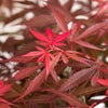Japanischer Fächerahorn (Acer palmatum 'Shaina')