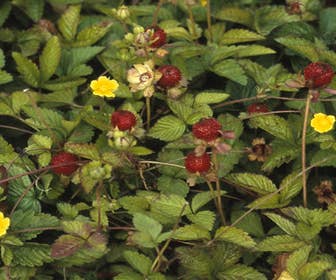 Ziererdbeere (Duchesnea indica)