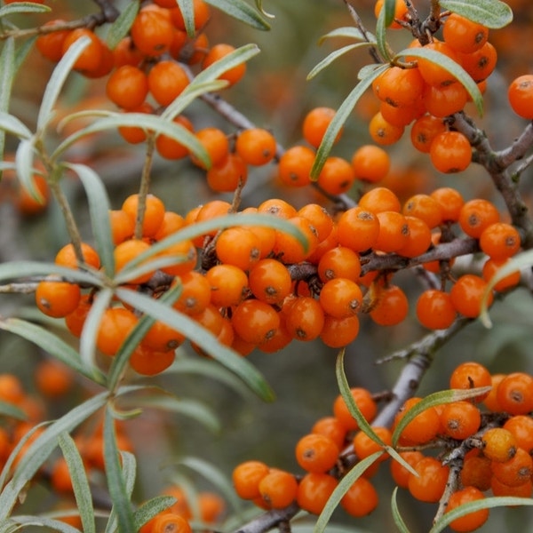 Sanddorn (Hippophae rhamnoides ‘Polmix’)