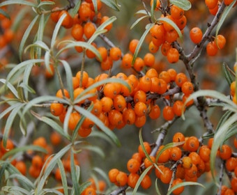 Sanddorn (Hippophae rhamnoides ‘Leikora’)