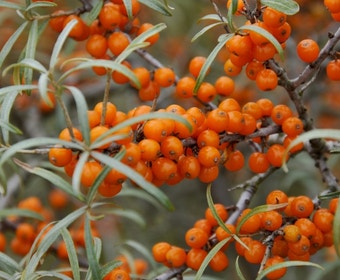 Sanddorn (Hippophae rhamnoides ‘Leikora’)