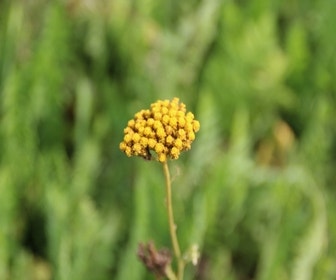 Schafgarbe (Achillea filipendulina 'Cloth of Gold') (BIO)