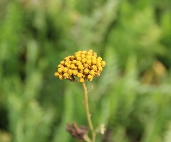 Schafgarbe (Achillea filipendulina 'Cloth of Gold') (BIO)