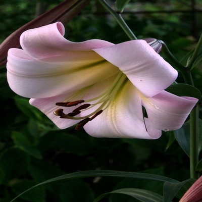 Lilie (Lilium 'Eastern Moon')
